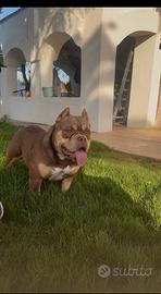 American bully