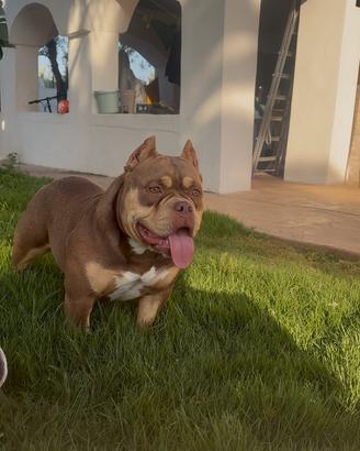 American bully