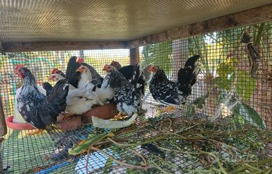 galline chabo
