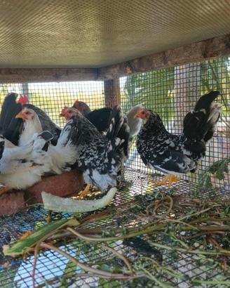 galline chabo