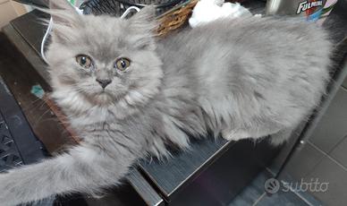 Gattini persianimix