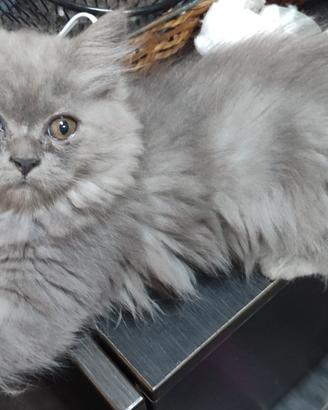 Gattini persianimix
