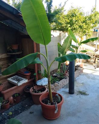 Banano