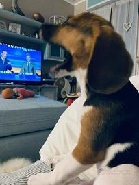 Beagle taglia piccola