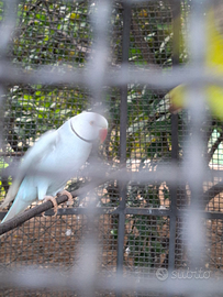 Parrocchetti e calopsite inseparabili