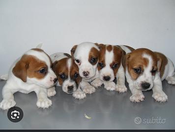 Jack russel