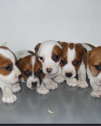 Jack russel