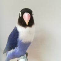 Insep mascherato femmina cobalto viola