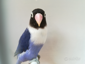 Insep mascherato femmina cobalto viola