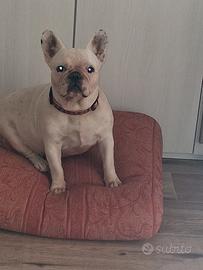 bulldog francese