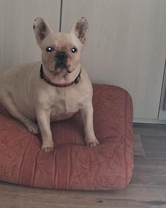 bulldog francese