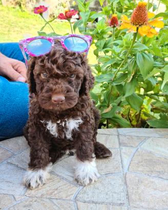 Lagotto Romagnolo
