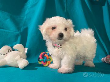 Cucciolo di Maltese Toy