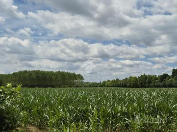 TER. AGRICOLO A SPINEA