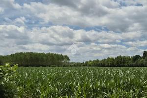 TER. AGRICOLO A SPINEA