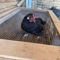 Galline ornamentali bantam