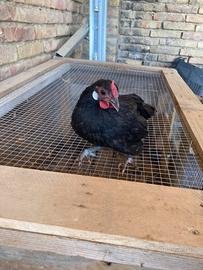 Galline ornamentali bantam