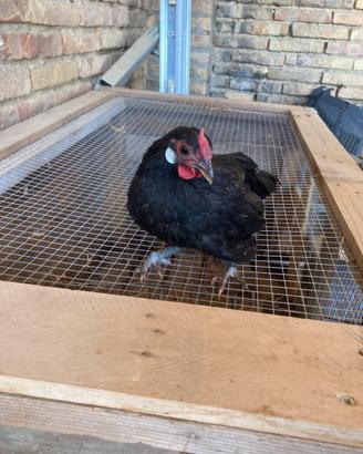 Galline ornamentali bantam