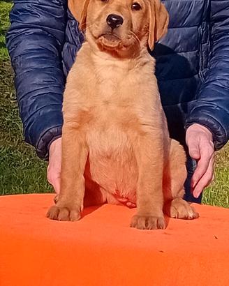 Cucciolo labrador redfox e neri