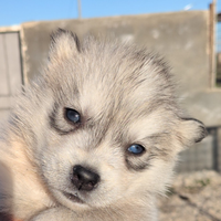 Cuccioli di siberian husky