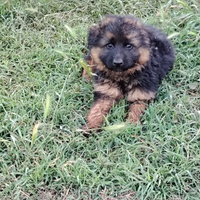 Cuccioli pastore tedesco