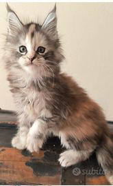 Cuccioli Maine Coon