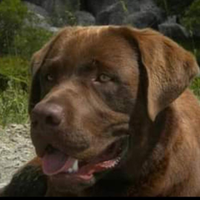 Labrador