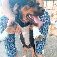 Cagnolina Jack Russel