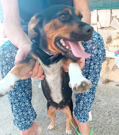 Cagnolina Jack Russel