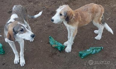 Disponibili cuccioli maschi Pastore Asia Centrale