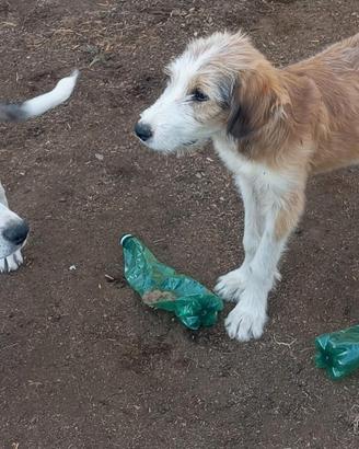Disponibili cuccioli maschi Pastore Asia Centrale