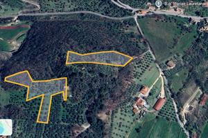 Uliveti, terreno agricolo, rimessa rurale