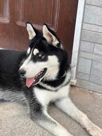 Cane Husky