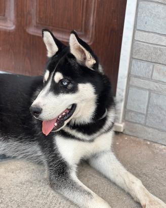 Cane Husky