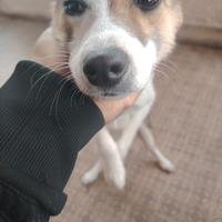 Cucciola