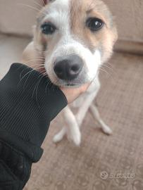 Cucciola