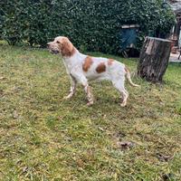 Setter inglese Femmina
