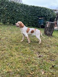 Setter inglese Femmina