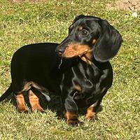 Rudy, bassotto 1 anno disponibile per monta