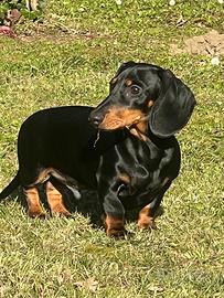 Rudy, bassotto 1 anno disponibile per monta