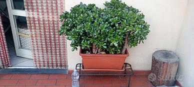 Pianta crassula ovata con vaso