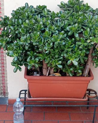 Pianta crassula ovata con vaso