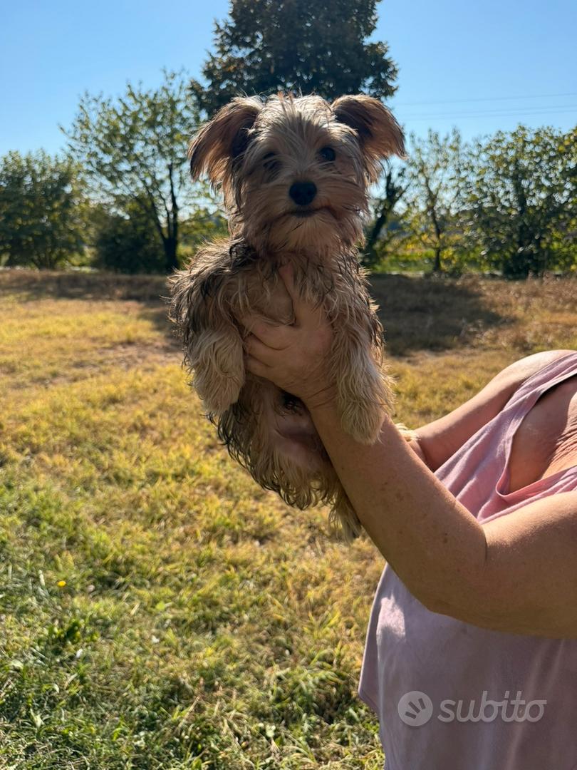 Subito - Novican® - Morkie (maltese x yorkshire) - Animali In vendita a ...