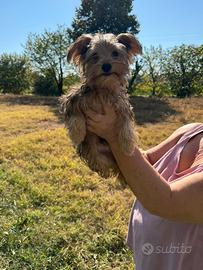 Morkie (maltese x yorkshire)