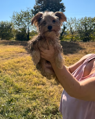 Morkie (maltese x yorkshire)
