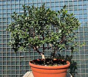 Prebonsai mirto tarantino