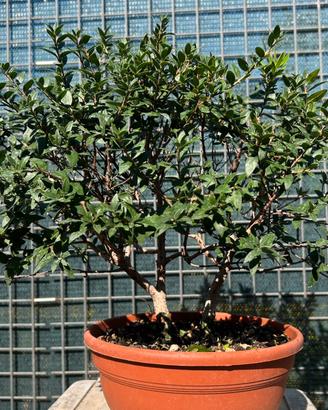 Prebonsai mirto tarantino
