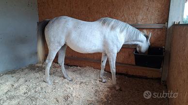 Purosangue arabo documento Anica