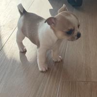 Chihuahua pedigree ENCI abituati alla traversa