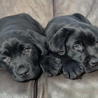 Labrador Retriever Cuccioli
